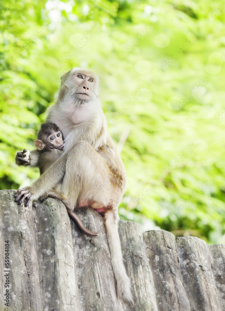 Fototapeta premium monkey family