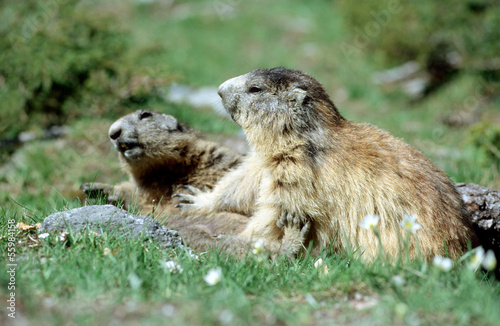 Marmots playing fight in french Alps © fullempty
