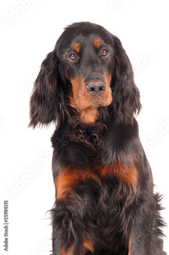 Quadro em tela Gordon Setter Portrait