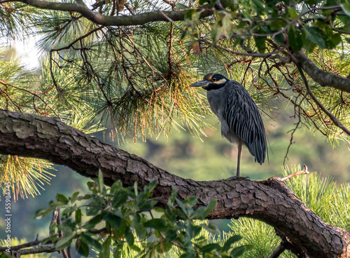 Yellow-Crowned Night Heron photo