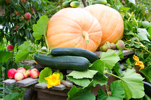 Herbstgarten