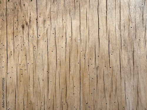 Wood veneer attacked by woodworm