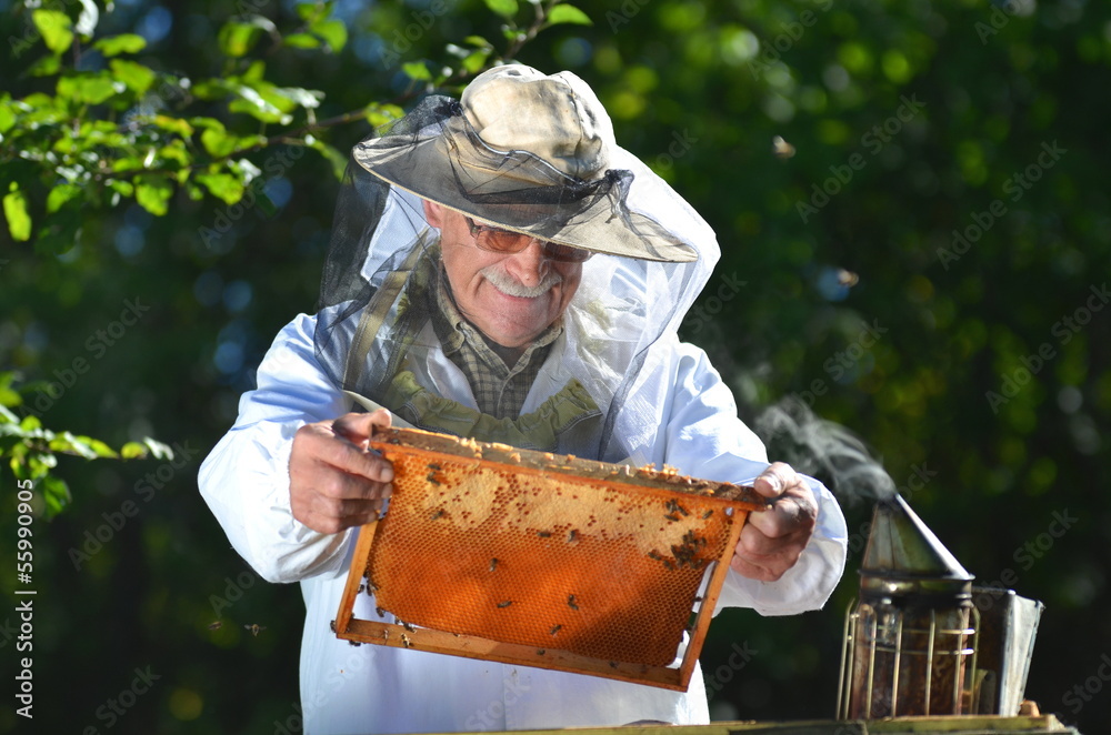 Doświadczony pszczelarz podczas inspekcji jesiennej w pasiece - obrazy, fototapety, plakaty 