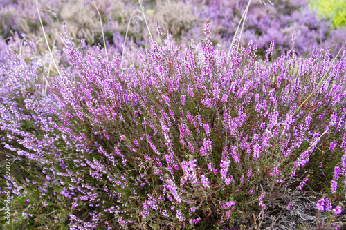 branches of a blossoming heather close up