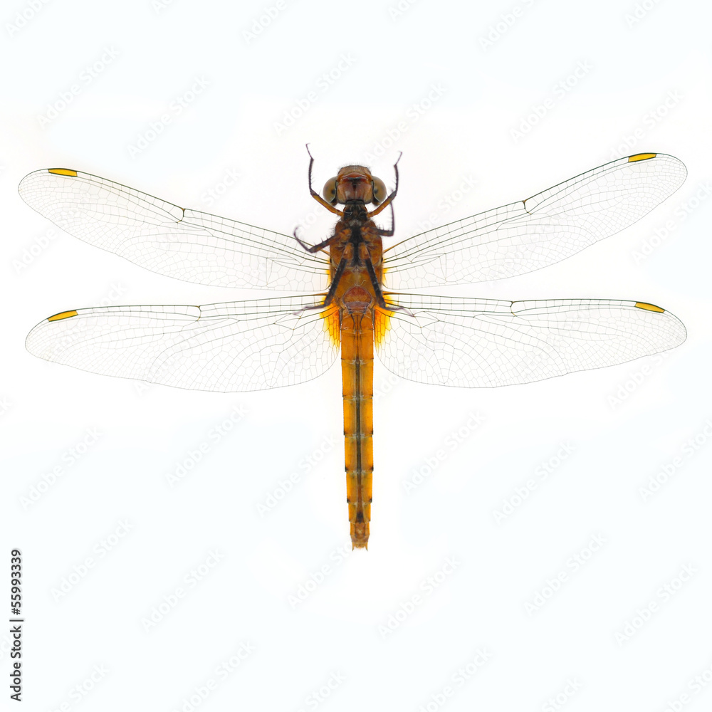 Dragonfly Dragonfly
