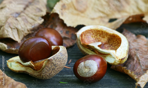 Buckeyes