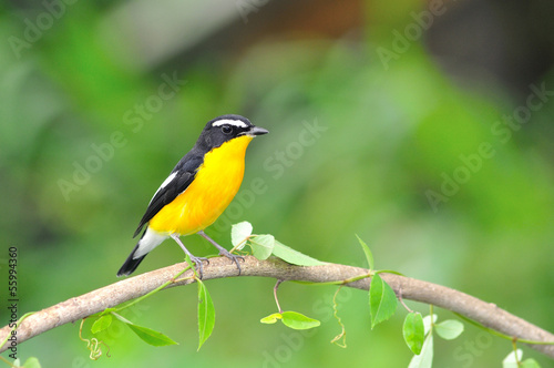 Yellow-rumped Flycatcher bird