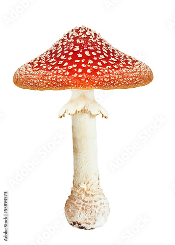 Red poison mushroom amanita, fly agaric isolated on white