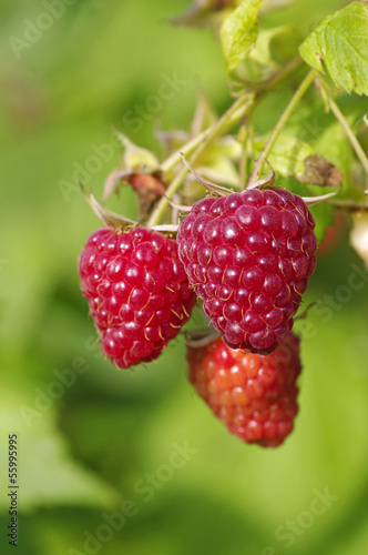 Close-up of the ripe raspberry