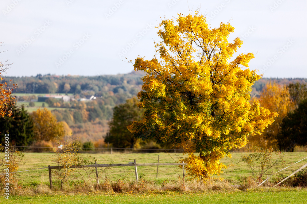 Naklejka premium Autumn light