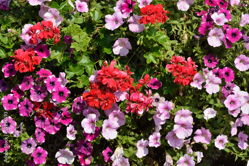 Fototapeta Naklejka Na Ścianę i Meble -  red pink and purple flowers