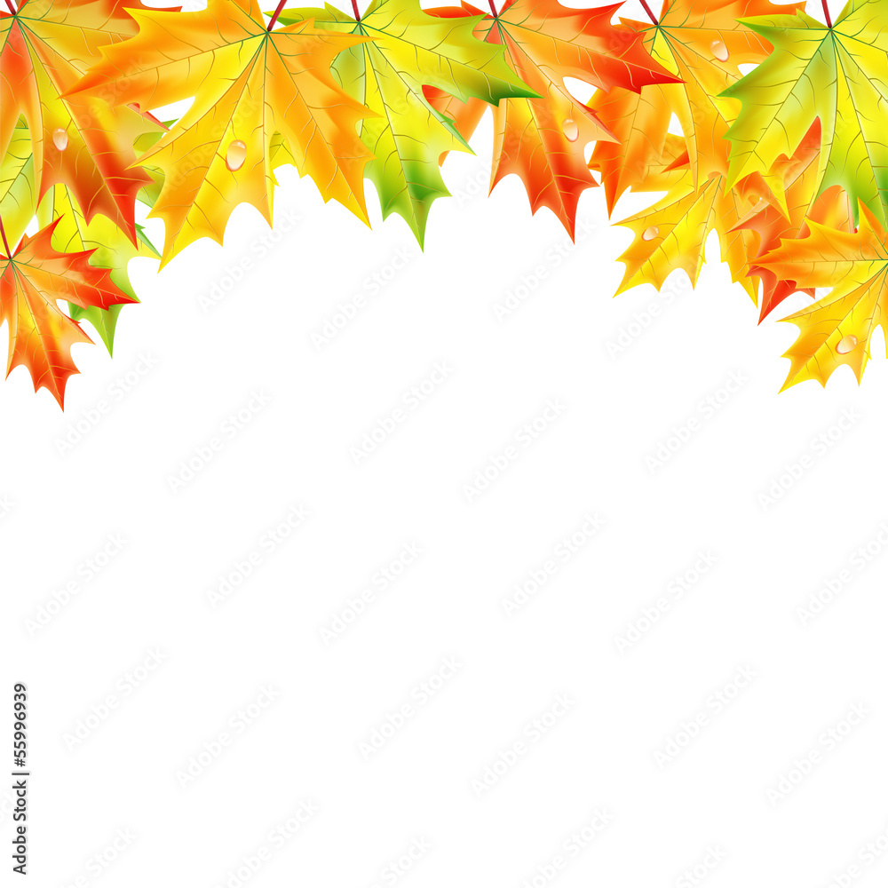 .autumn maple leaves on a white background.autumn background.vec .autumn maple leaves on a white background.autumn background.vec
