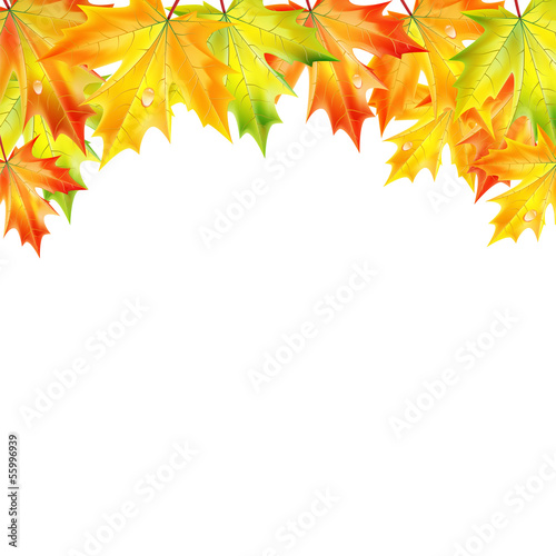 .autumn maple leaves on a white background.autumn background.vec