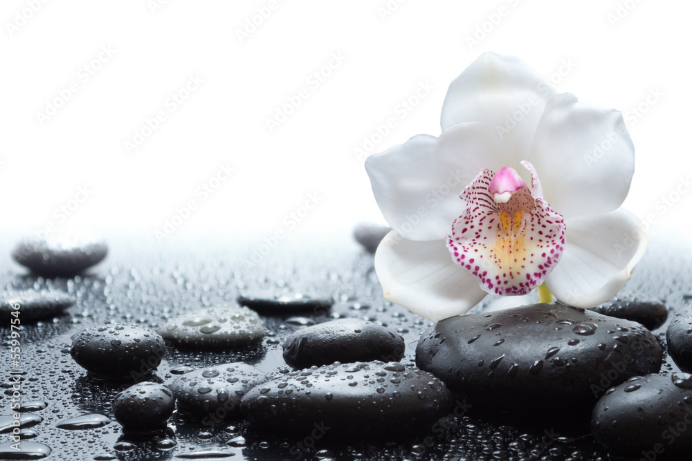 Fototapeta premium biała orchidea i mokre czarne kamienie