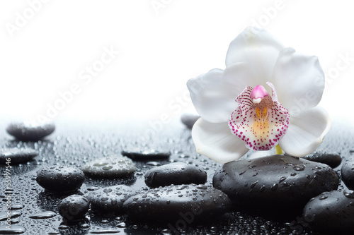 white orchid and wet black stones