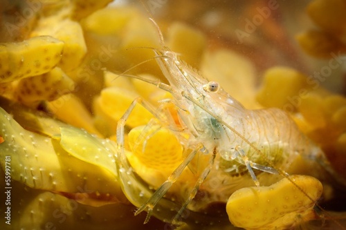 Common baltic shrimp in natural environment