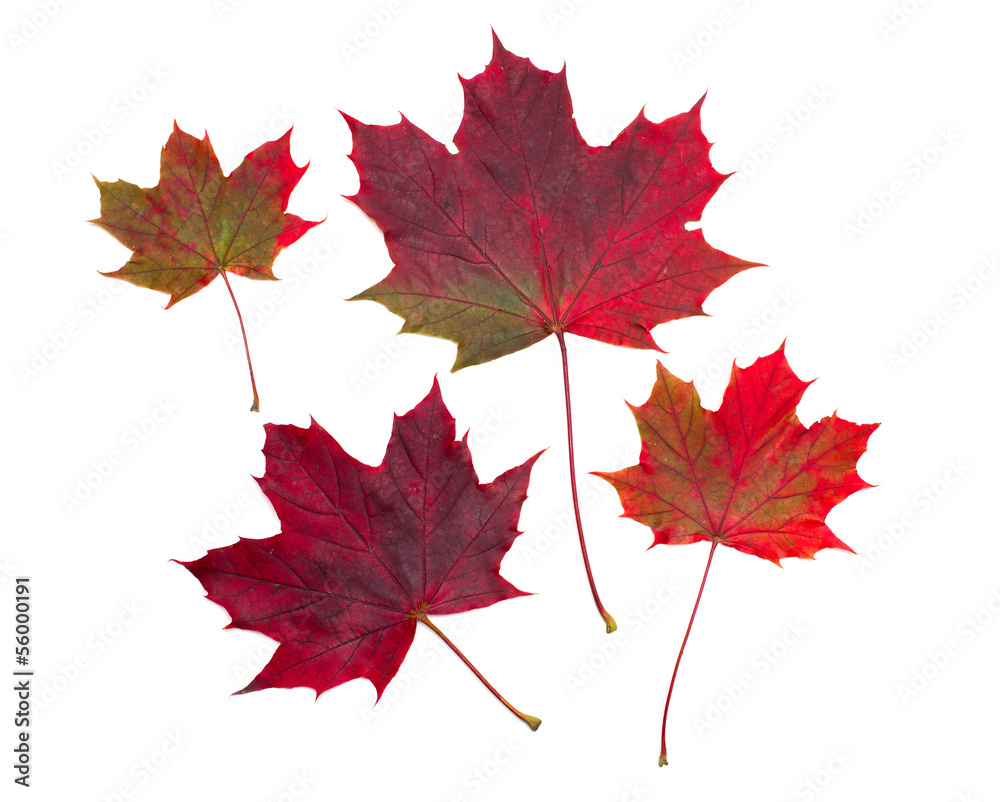 maple leafs over white maple leafs over white