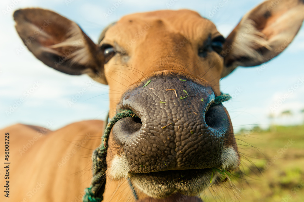 Naklejka premium Cute cow closeup