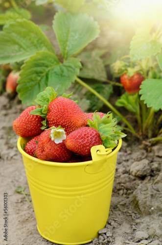 Strawberries in the bucket
