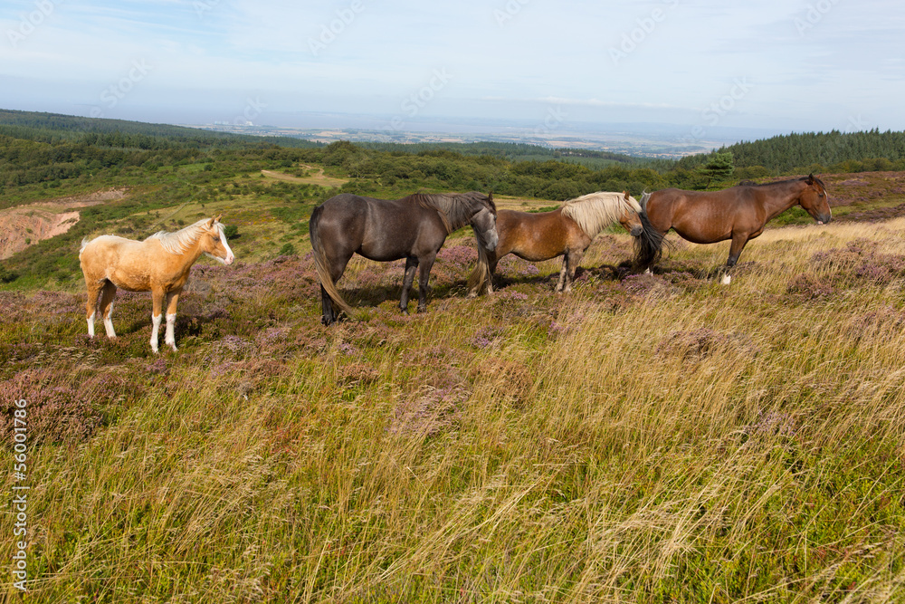 Ponies Quantock Hills Somerset England with purple heather