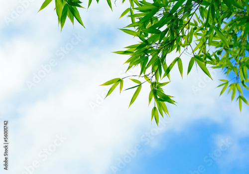 Green bamboo leaves against the sky