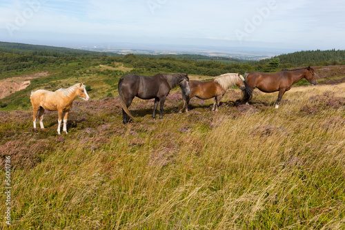 Ponies Quantock Hills Somerset England with purple heather