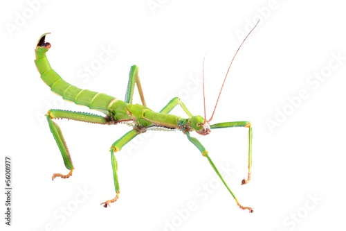 green stick insect Diapherodes gigantea isolated