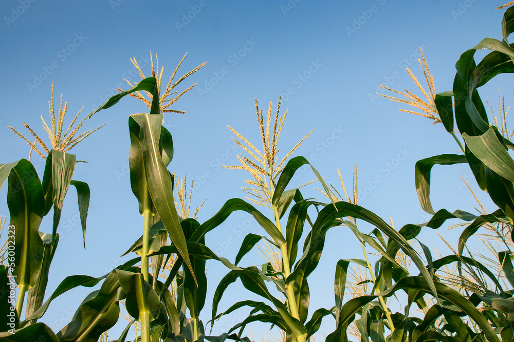 Obraz premium Field corn plants