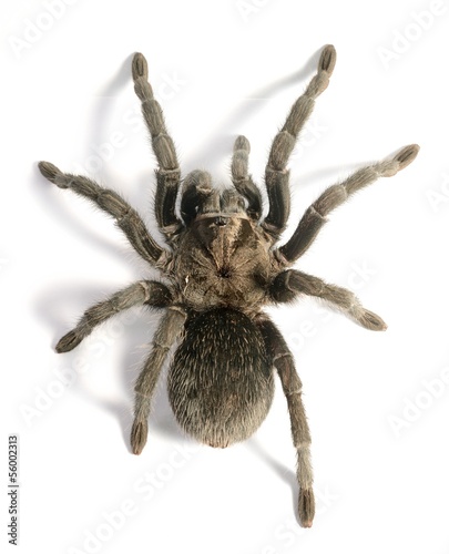 Fototapeta black tarantula Grammostola pulchra isolated