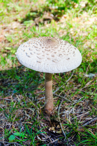 Macrolepiota procera