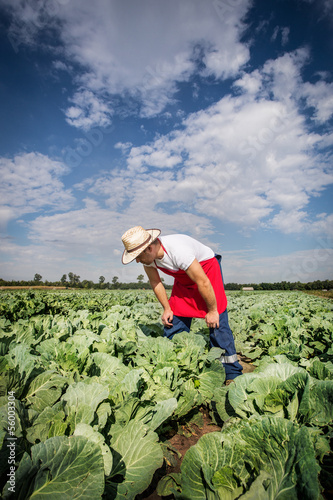 farmer in the field of cabbage with blue sky in the background