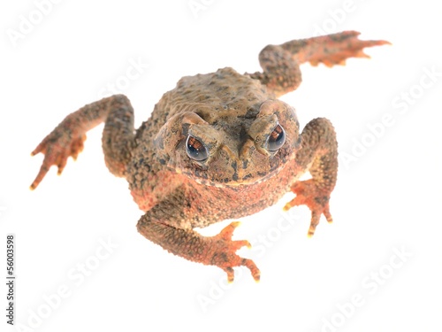 Bony-headed toad Ingerophrynus galeatus isolated on white photo