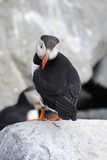 Shy Puffin Modeling