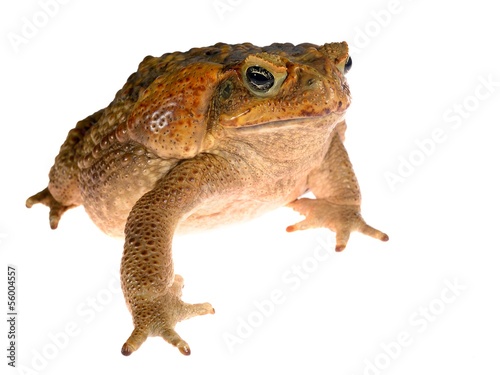 The cane toad (giant marine toad) Bufo marinus isolated on white