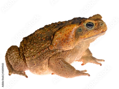The cane toad (giant marine toad) Bufo marinus isolated on white photo