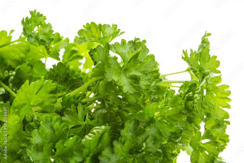 Ripe fresh Parsley Ripe fresh Parsley