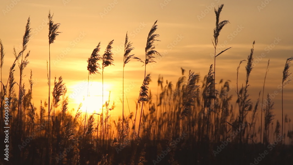 High reed against sunset sky in wind day High reed against sunset sky in wind day