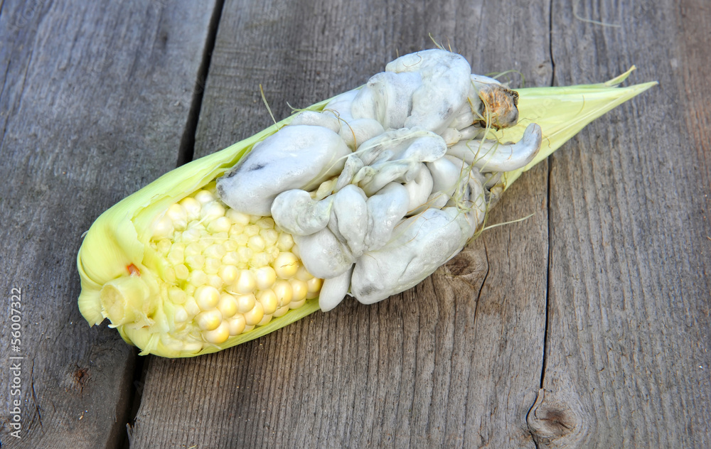 Obraz na plátně Corn smut, Ustilago maydis