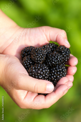 Ripe blachberries in the children hands closeup