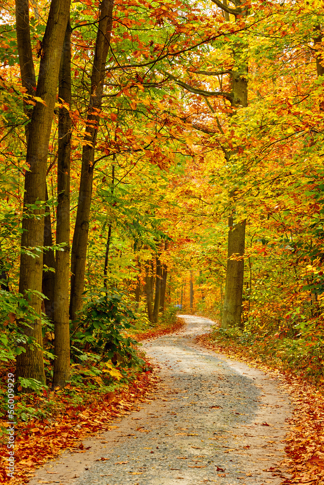 Autumn forest Autumn forest