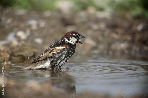 Spanish sparrow, Passer hispaniolensis photo