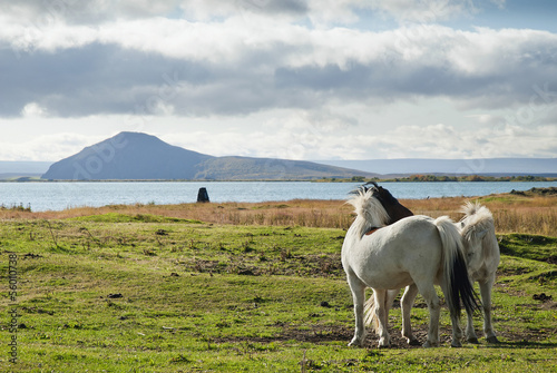 ponies in rural iceland landscape