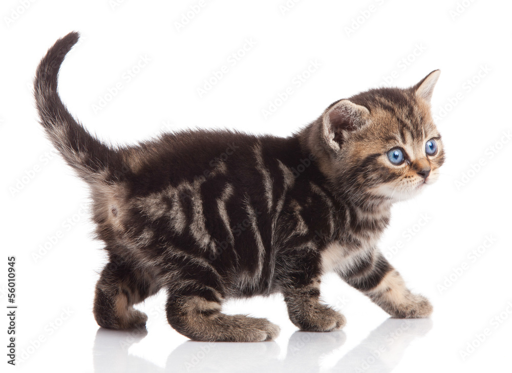 kitten on a white background