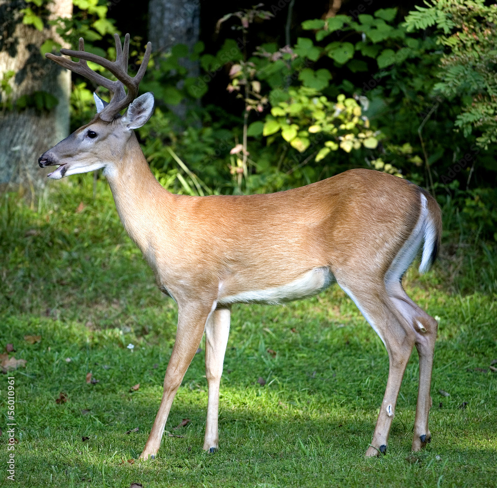 Standing buck Standing buck