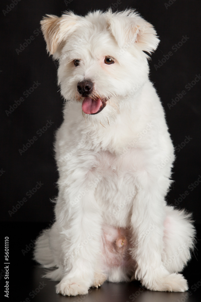 Young white dog on black background