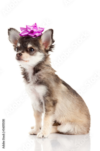 Fototapeta Naklejka Na Ścianę i Meble -  Chihuahua puppy. Cute Chihuahua dog on a white background.
