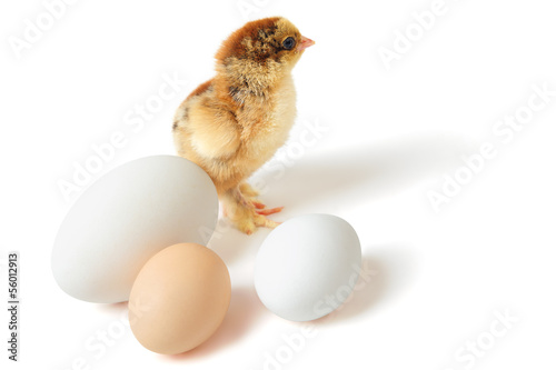 Chick with eggs photo