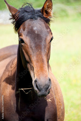 Head shot of a horse chewing straw.