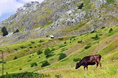 Cow on a green pasture in the mountains