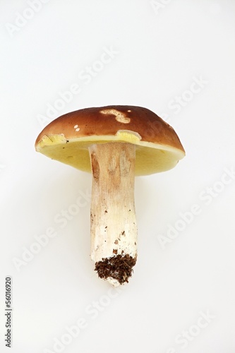 oak mushroom - Boletus reticulatus
